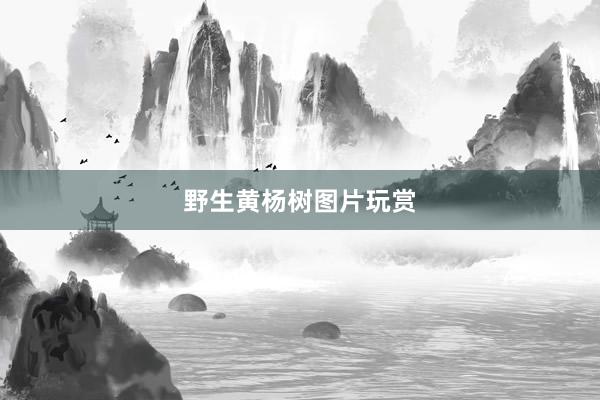 野生黄杨树图片玩赏