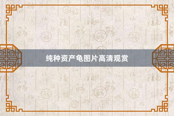 纯种资产龟图片高清观赏